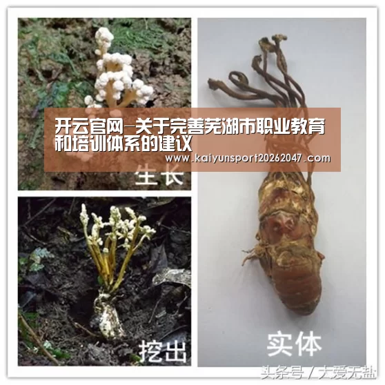 开云官网-关于完善芜湖市职业教育和培训体系的建议